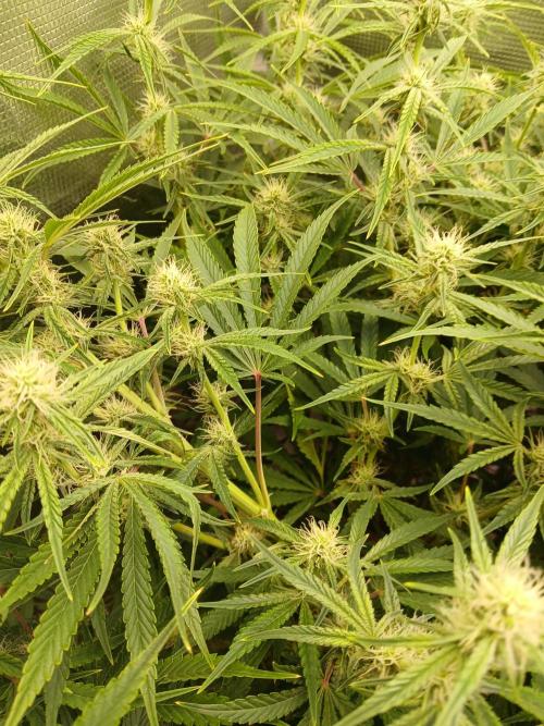 Gorilla z autos. Week 9