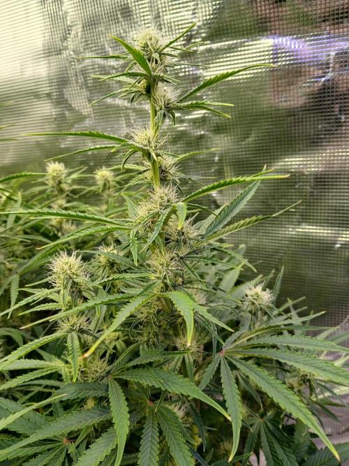 Gorilla z autos. Week 9