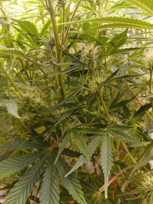 Gorilla z autos. Week 9