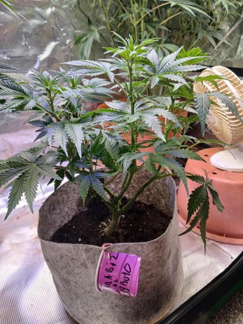 Cannabiz GG auto net pot. Week 8
