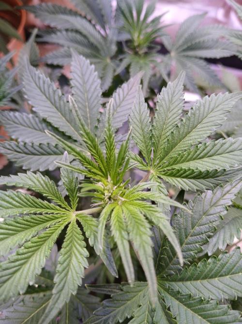 Cannabiz GG auto net pot. Week 8