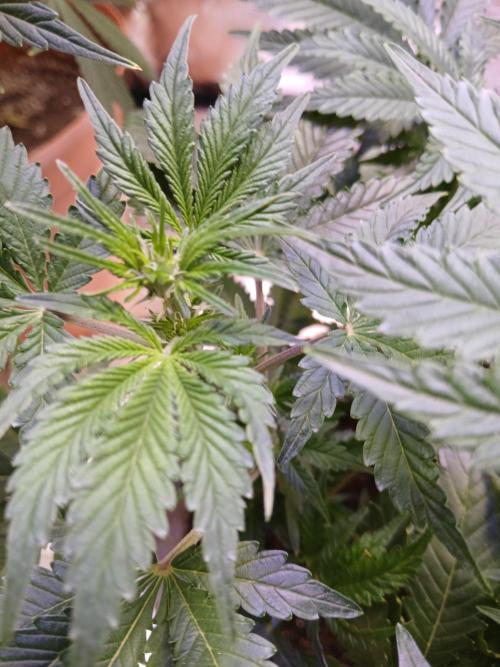 Cannabiz GG auto net pot. Week 8