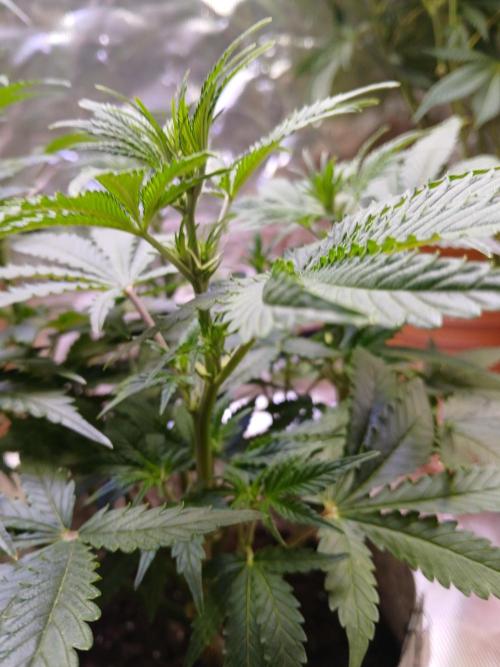 Cannabiz GG auto net pot. Week 8