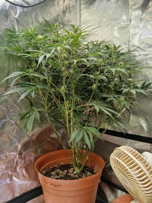 Cannabiz Gorilla glue auto - Pot 2. Week 9