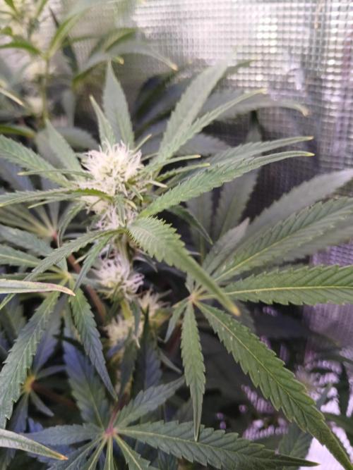 Cannabiz Gorilla glue auto - Pot 2. Week 9