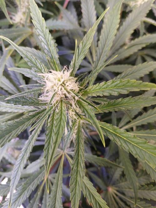 Cannabiz Gorilla glue auto - Pot 2. Week 9
