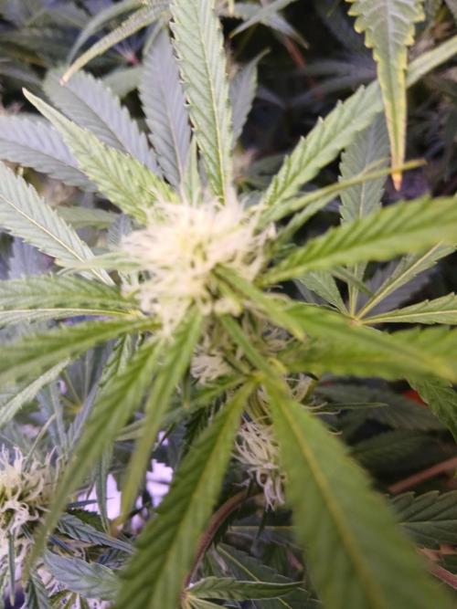 Cannabiz Gorilla glue auto - Pot 2. Week 9