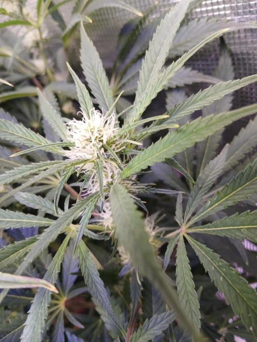 Cannabiz Gorilla glue auto - Pot 2. Week 9