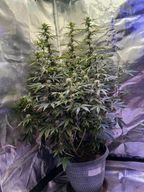 Cannabiz Gorilla glue auto-Pot #1. Week 9