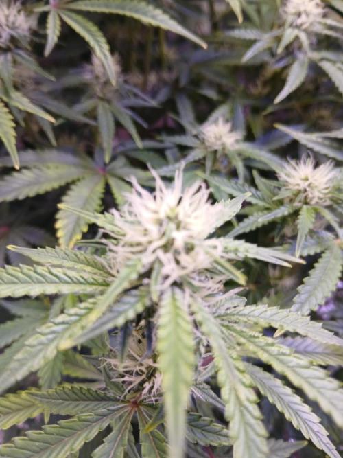 Cannabiz Gorilla glue auto-Pot #1. Week 9
