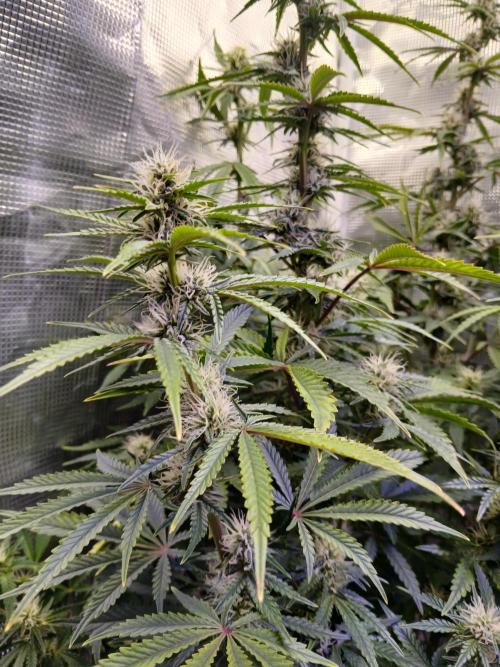 Cannabiz Gorilla glue auto-Pot #1. Week 9