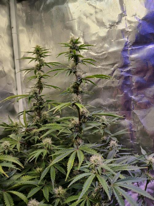 Cannabiz Gorilla glue auto-Pot #1. Week 9