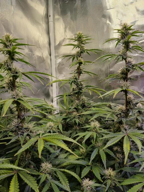 Cannabiz Gorilla glue auto-Pot #1. Week 9