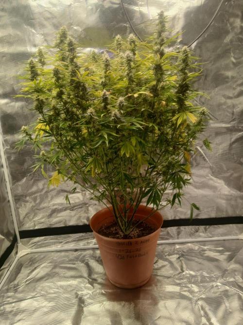 Gorilla z autos. Week 11