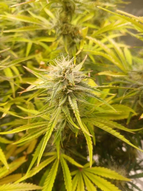 Gorilla z autos. Week 11