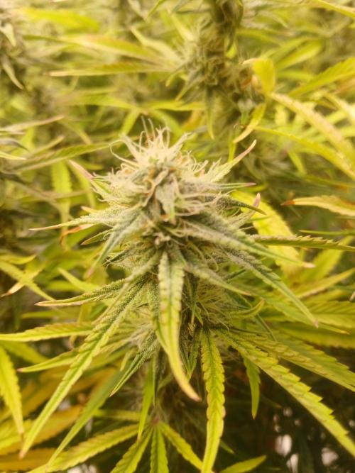 Gorilla z autos. Week 11