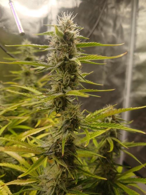 Gorilla z autos. Week 11