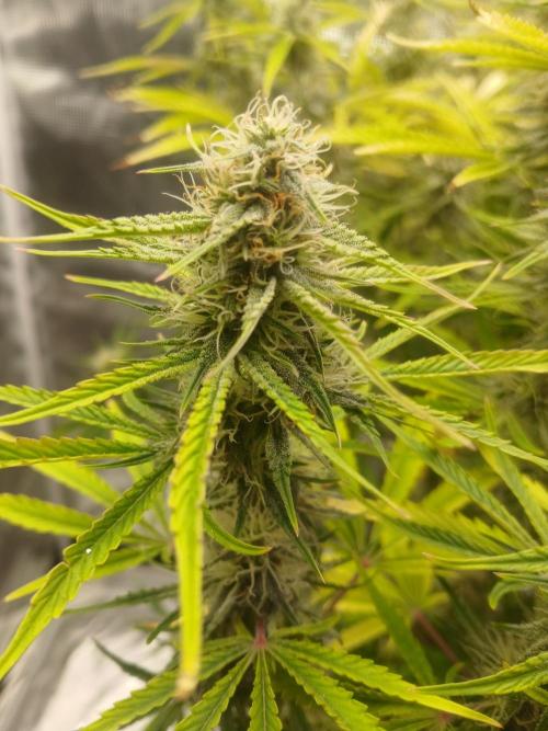 Gorilla z autos. Week 11
