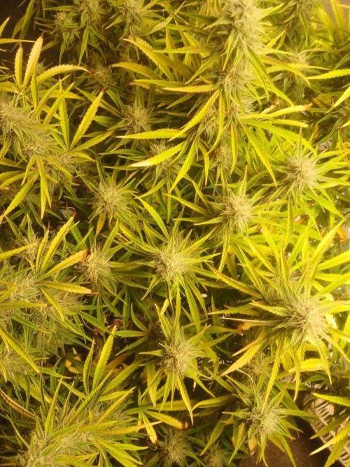 Gorilla z autos. Week 11
