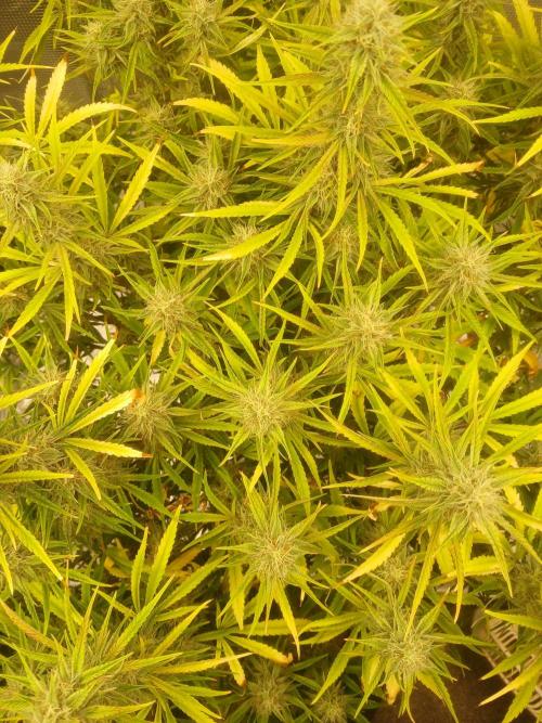 Gorilla z autos. Week 11