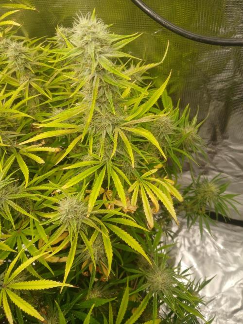 Gorilla z autos. Week 11