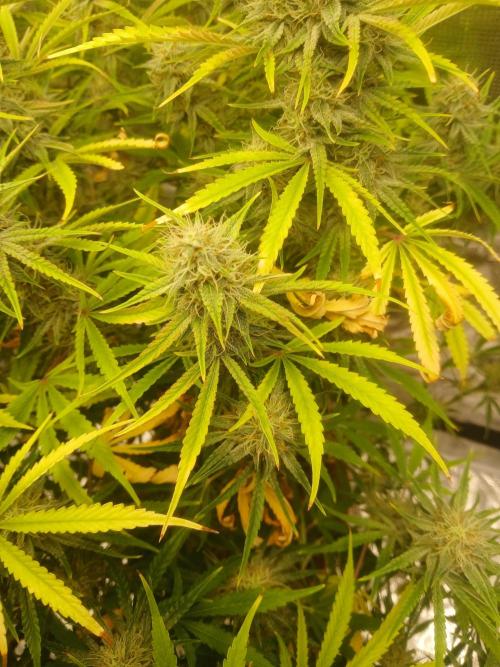 Gorilla z autos. Week 11