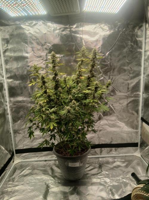 Cannabiz Gorilla glue auto-Pot #1. Week 11