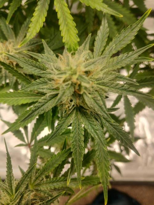 Cannabiz Gorilla glue auto-Pot #1. Week 11