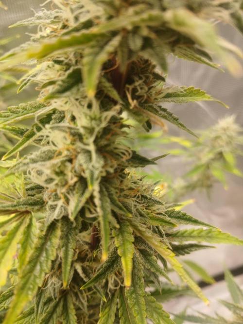 Cannabiz Gorilla glue auto-Pot #1. Week 11