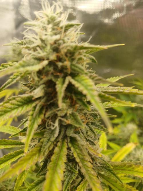 Cannabiz Gorilla glue auto-Pot #1. Week 11
