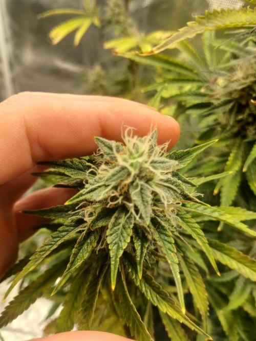Cannabiz Gorilla glue auto-Pot #1. Week 11
