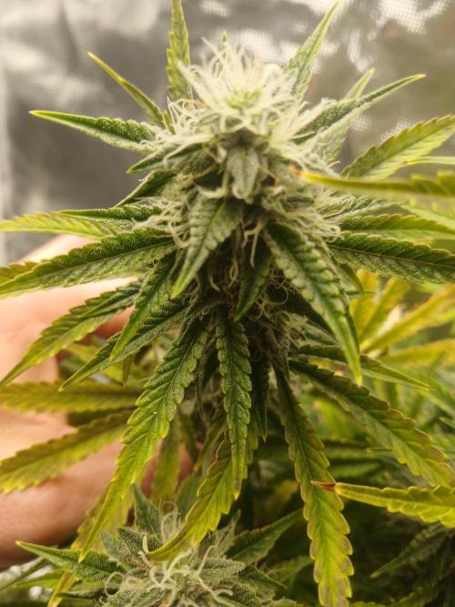 Cannabiz Gorilla glue auto-Pot #1. Week 11