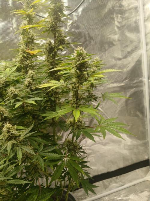 Cannabiz Gorilla glue auto-Pot #1. Week 11