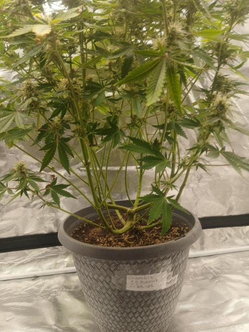 Cannabiz Gorilla glue auto-Pot #1. Week 11