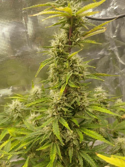 Cannabiz Gorilla glue auto-Pot #1. Week 11