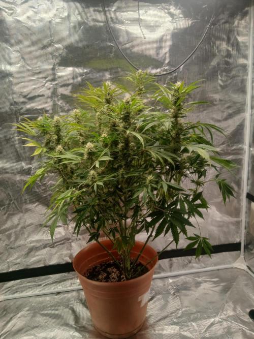 Cannabiz Gorilla glue auto - Pot 2. Week 11