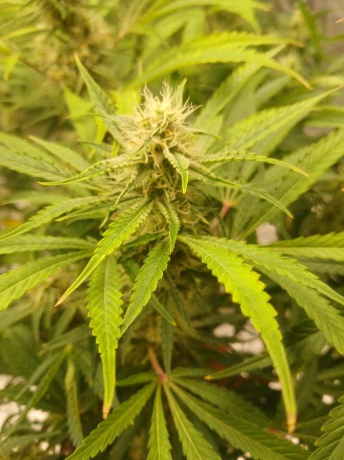 Cannabiz Gorilla glue auto - Pot 2. Week 11