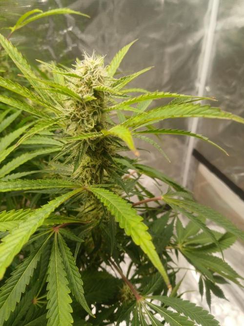 Cannabiz Gorilla glue auto - Pot 2. Week 11