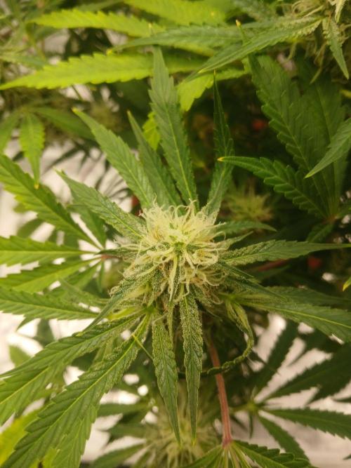 Cannabiz Gorilla glue auto - Pot 2. Week 11