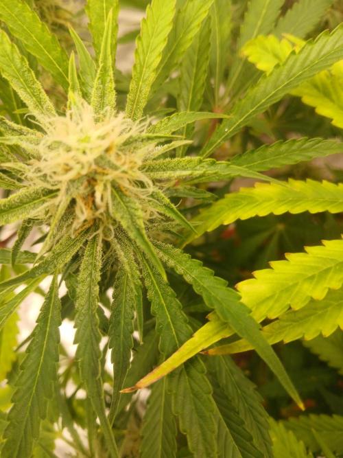 Cannabiz Gorilla glue auto - Pot 2. Week 11