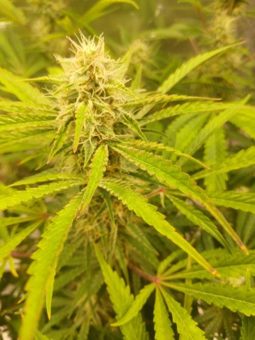 Cannabiz Gorilla glue auto - Pot 2. Week 11