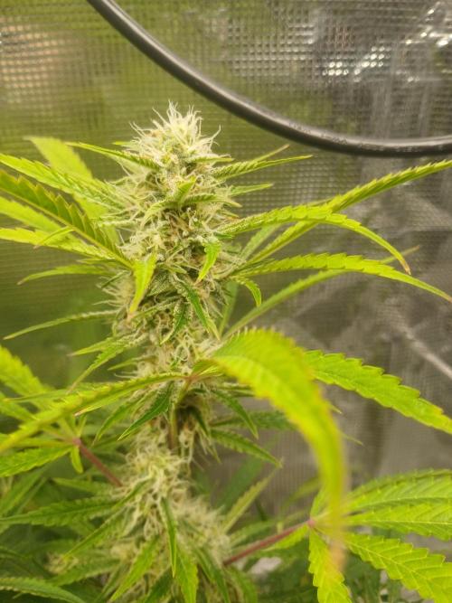 Cannabiz Gorilla glue auto - Pot 2. Week 11