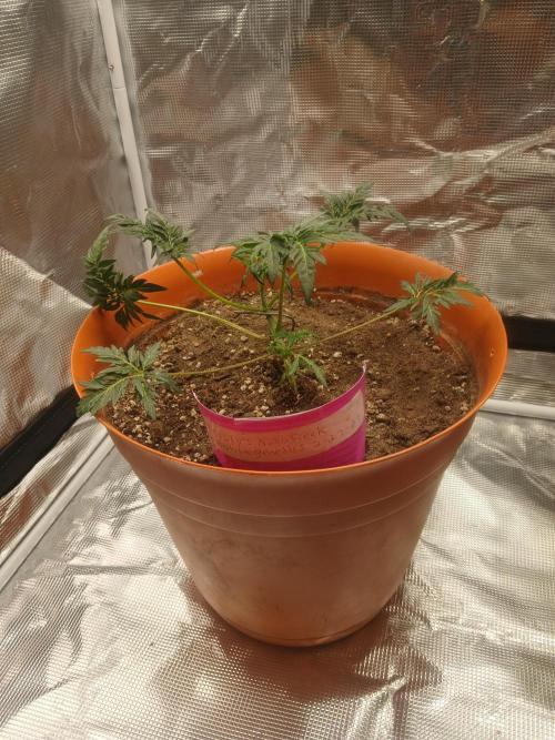 Frosty's auto freak. Week 5