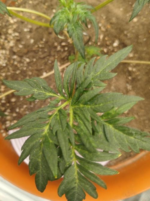 Frosty's auto freak. Week 5