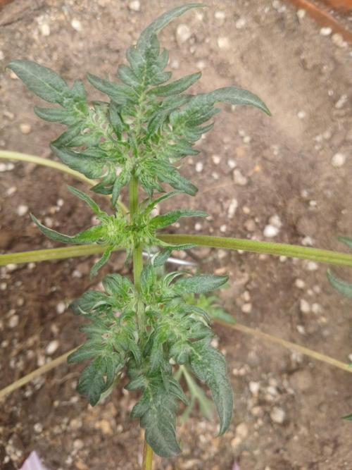 Frosty's auto freak. Week 5