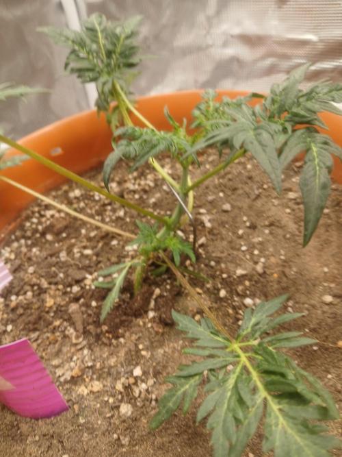 Frosty's auto freak. Week 5