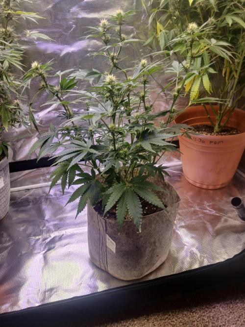 Cannabiz GG auto net pot. Week 10
