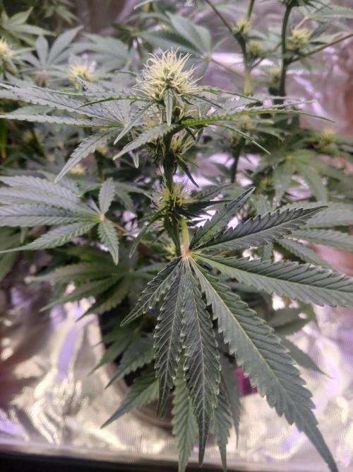 Cannabiz GG auto net pot. Week 10