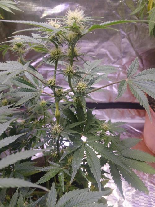 Cannabiz GG auto net pot. Week 10