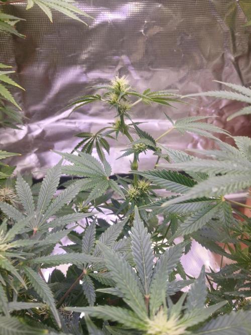 Cannabiz GG auto net pot. Week 10